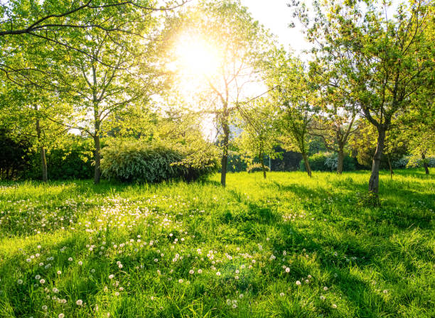 istock Green trees and grass at sunny day 1133157378
