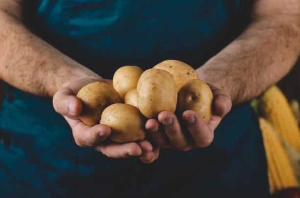 Farmer hold fresh organic potatoes in his hands. Vegetable harvest concept