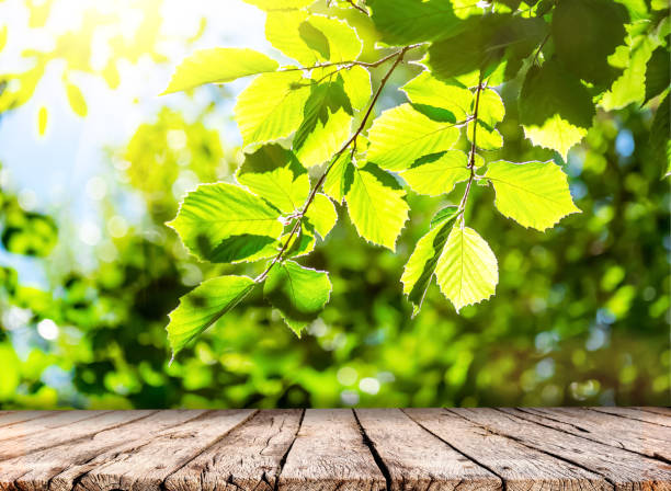 istock Spring nature background with green trees foliage and wooden table top 1133158749