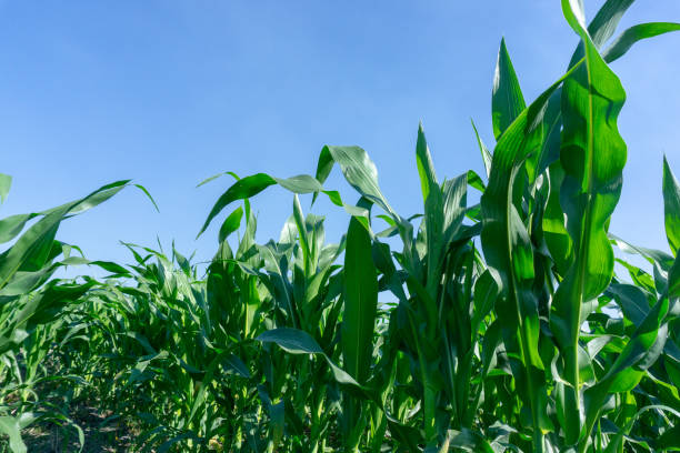 istock Corn leaves, color on the farm and blue sky. 1133159109