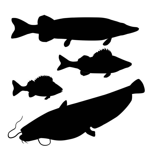 пресноводная хищная рыба - predatory fish stock illustrations