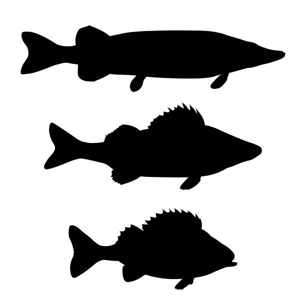 słodkowodne ryby drapieżne - catch of fish sport black and white activity stock illustrations