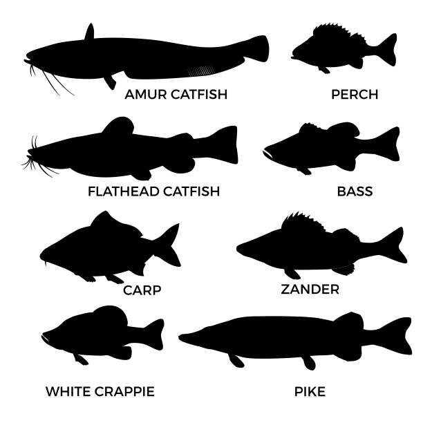 Silhouettes of freshwater fishes Silhouettes of freshwater fishes species. Pike, zander, perch, bass, carp, white crappie, catfish. Vector illustration isolated on white background. fish farm icon stock illustrations