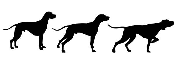 ภาพประกอบสต็อกที่เกี่ยวกับ “ชุดของเงาตัวชี้ภาษาอังกฤษ - pointer dog”