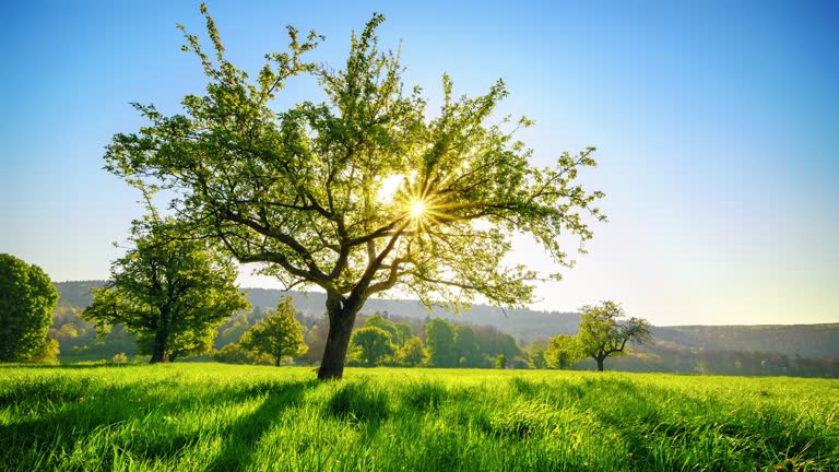 Timelapse of an idyllic rural scene