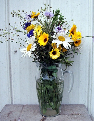 A daisy, calendula, cornflower flower and baby's breath flower arrangement made from flowers picked from the garden and placed in a water pitcher vase