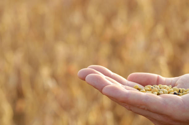 istock Harvest ready soy beans in human hand on dry pods background evening sunset time 1133161149