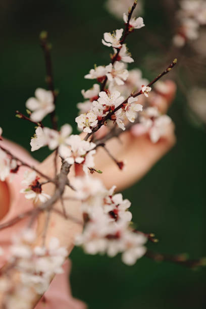 istock Spring Cherry blossoms, sakura almond pink flowers 1133161755