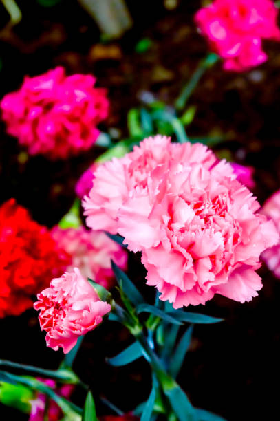 dianthus caryophyllus , goździk lub goździk różowy jest gatunkiem dianthus. jest to roślina wieloletnia zielne. goździk jest narodowy kwiat hiszpanii, monako i słowenii. - wildflower lush foliage outdoors campanula zdjęcia i obrazy z banku zdjęć