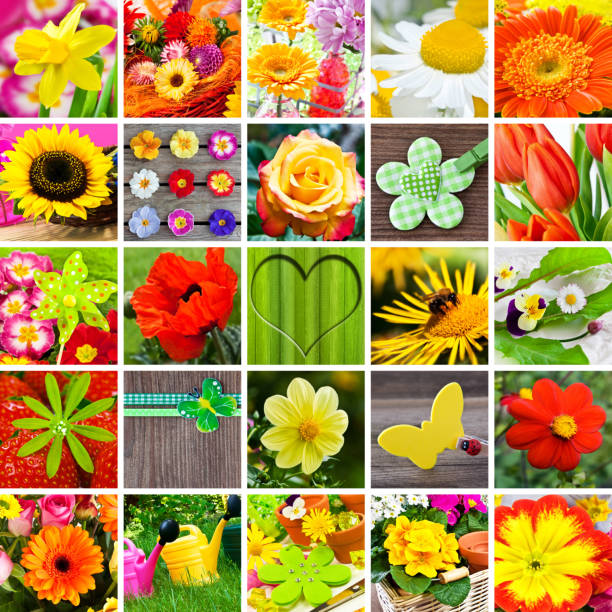 istock Garden flowers and decorations collage 1133161847