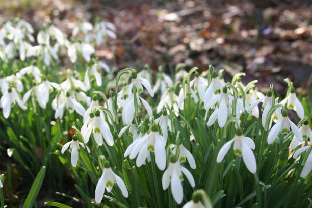 istock Common snowdrop flowers under sunlight. Galanthus nivalis 1133161880