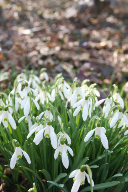 istock Common snowdrop flowers under sunlight  Galanthus nivalis 1133162175