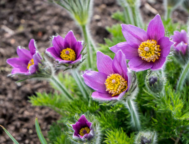 Container with Iron scrap Pulsatilla flower in the spring pulsatilla pratensis stock pictures, royalty-free photos & images