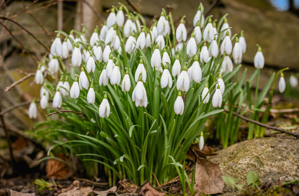 istock A bunch of snowdrop flowers 1133162513