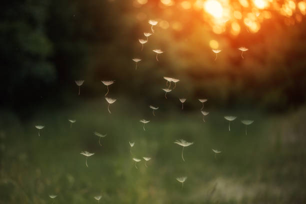 i fluffy denti di leone brillano nei raggi della luce del sole al tramonto nel campo naturale. bellissimi fiori di tarassaco nel prato primaverile. - semi soft foto e immagini stock