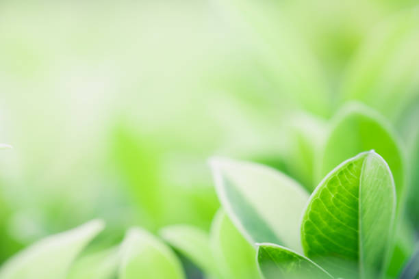 istock Closeup beautiful view of nature green leaf on blurred greenery tree background with sunlight in garden . It is natural ecology plant and environment copy space concept using for wallpaper 1133163686