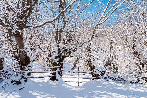 Wooden fence in snow covered winter garden