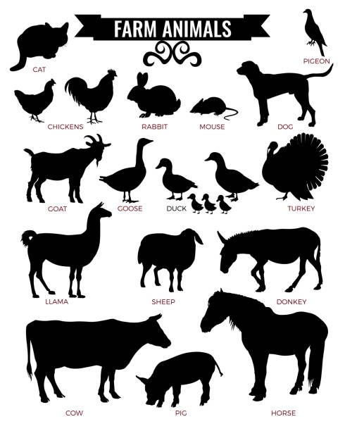 illustrations, cliparts, dessins animés et icônes de silhouettes d'animaux de ferme - cochon dinde