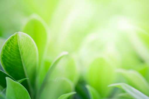 Closeup beautiful view of nature green leaf on blurred greenery tree background with sunlight in garden . It is natural ecology plant and environment copy space concept using for wallpaper