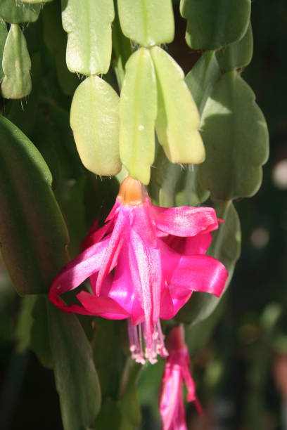 istock Schlumbergera with pink flowers. Also called Christmas cactus 1133164045