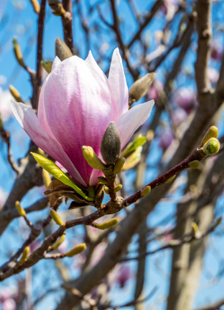 春のマグノリアの花 - magnolia pink flower isolated ストックフォトと画像