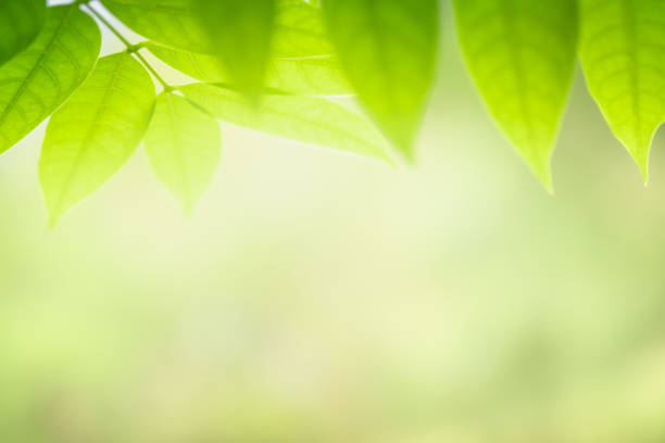 istock Closeup beautiful view of nature green leaf on blurred greenery tree background with sunlight in garden . It is natural ecology plant and environment copy space concept using for wallpaper 1133164926