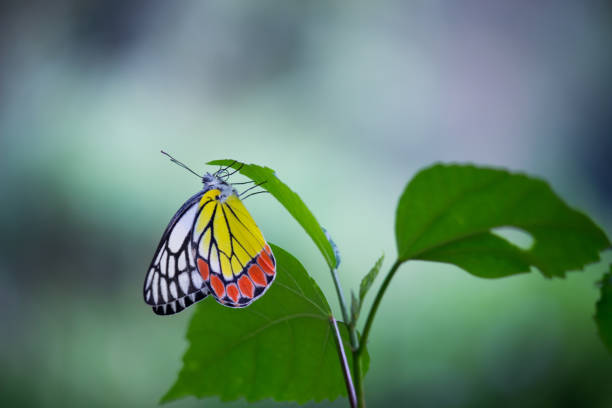 istock Beautiful Indian Jezebel Butterfly 1133165095