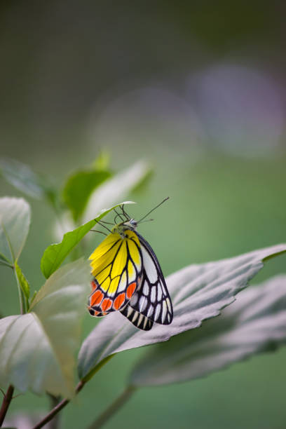 istock Beautiful Indian Jezebel Butterfly 1133165106