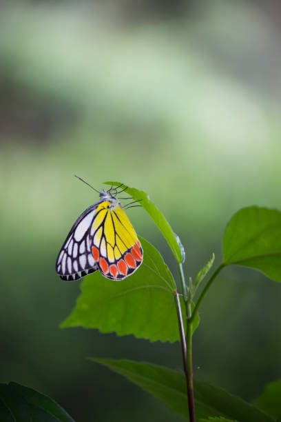 istock Beautiful Indian Jezebel Butterfly 1133165121