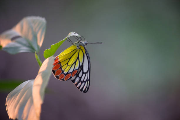 istock Beautiful Indian Jezebel Butterfly 1133165124