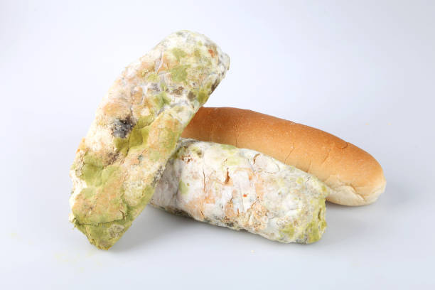 istock Mildew on bread. Spoiled foods that are harmful to consumption 1133166297