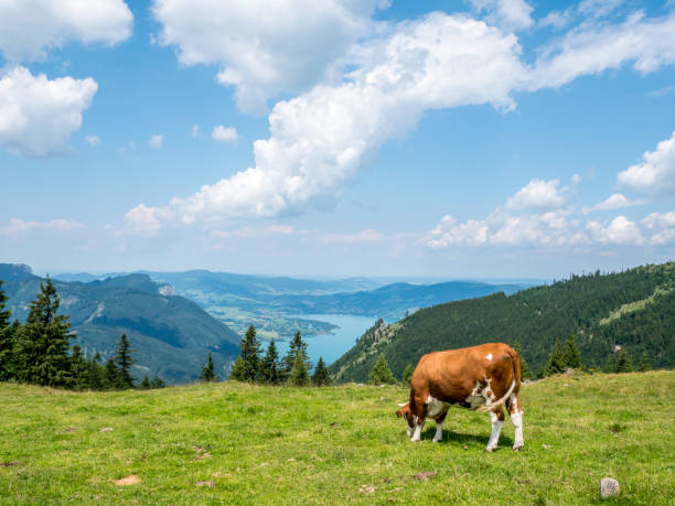 vaca en un pasto en el salzkammergut - alm bavaria mountain summer fotografías e imágenes de stock