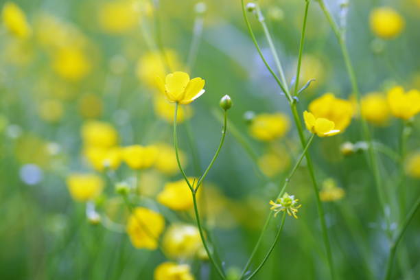 istock buttercup flower on the field 1133166899