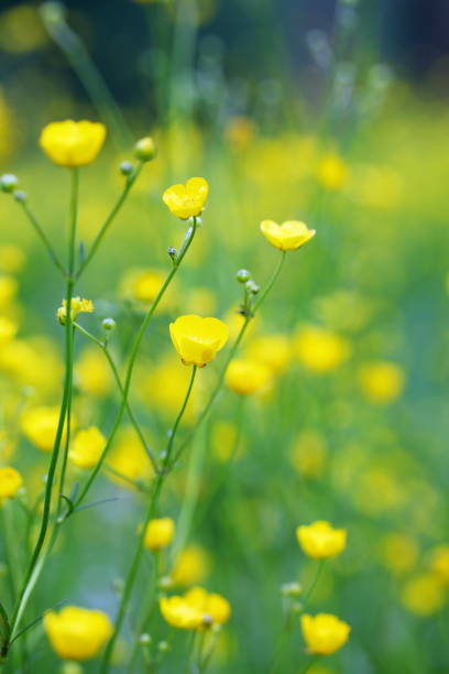 istock yellow field with flowers buttercups 1133166907