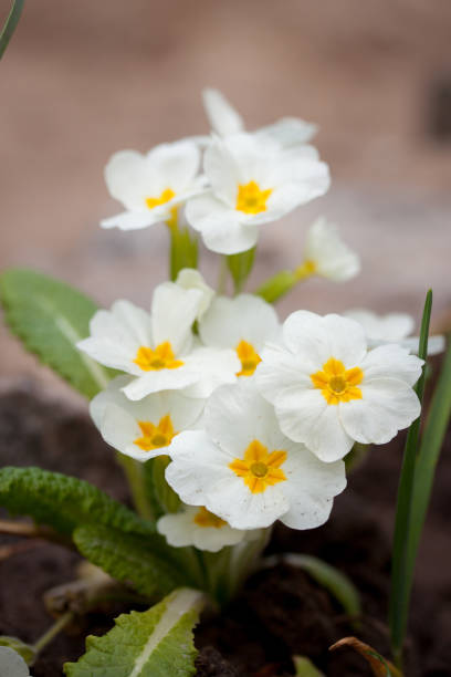 Primrose flowers in the garden. Primula veris.