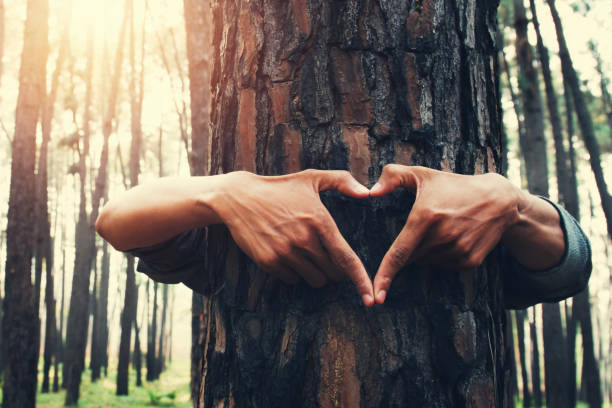 istock people hand hearts shape on tree with sunshine 1133168032