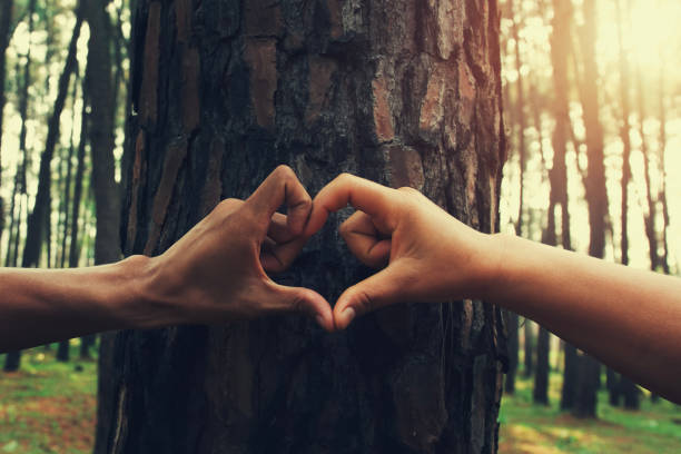 istock people hand hearts shape on tree with sunshine 1133168033