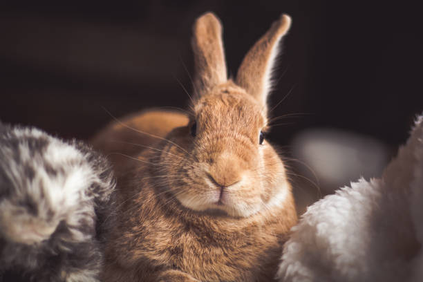 istock Rufus rabbit relaxes with plush in dark natural lighting 1133168096