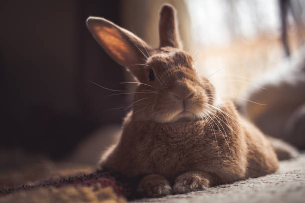 istock Rufus rabbit profile in dark natural lighting 1133168148