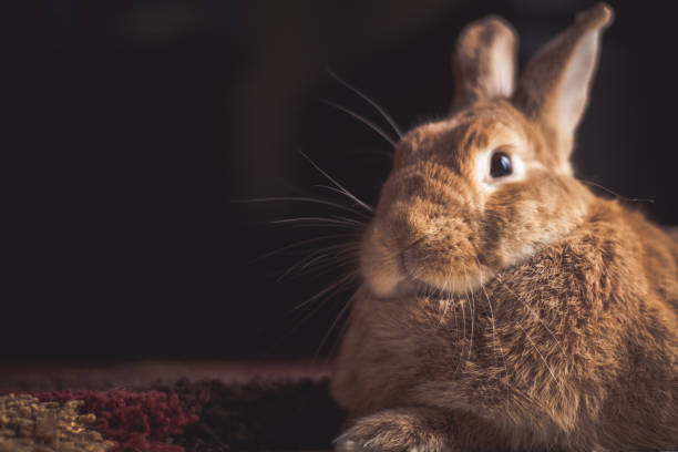 istock Rufus rabbit profile in dark natural lighting 1133168174