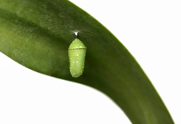 istock Monarch butterfly chrysalis on an orchid leaf 1133169079