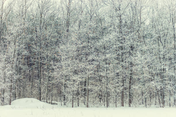 istock the winter forest near the road, during daylight hours 1133169301