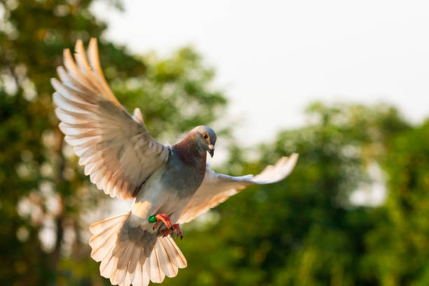 istock red feather speed racing pigeon flying  in green park 1133169574