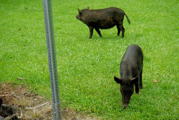 istock Rainbow Falls - Hillo Hawaii - wild boars 1133170261