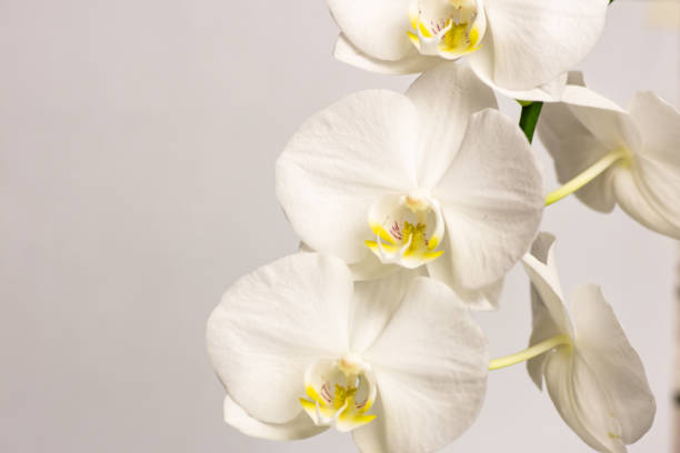 istock noble Orchid flowers 1133170371