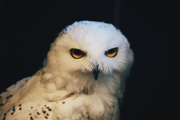 istock Owl close up portrait 1133170439