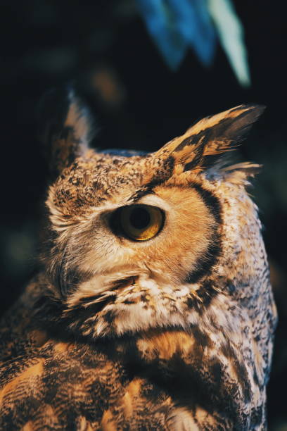istock Owl close up portrait 1133170462