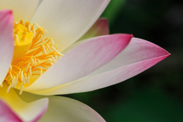 flor de lótus que floresce na lagoa do verão com folhas verdes como o fundo - lotus root water lotus plant - fotografias e filmes do acervo