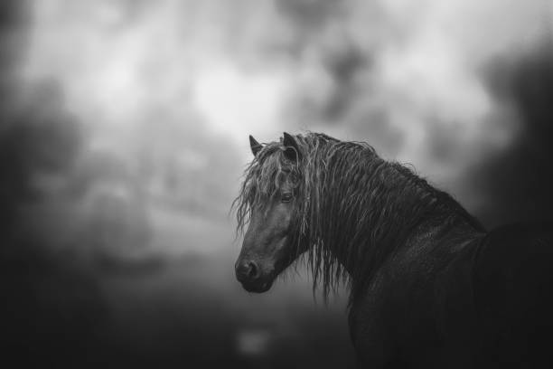 Mérens Black and white Photo horse thoroughbred black stallion of the Mérens breed horse native to the Pyrenees and the Ariégeois of the south of France image en noir et blanc stock pictures, royalty-free photos & images