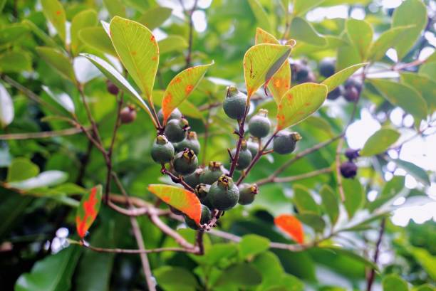 istock Guava fruits tree - Hillo Hawaii - Native tree and local fruit 1133171869